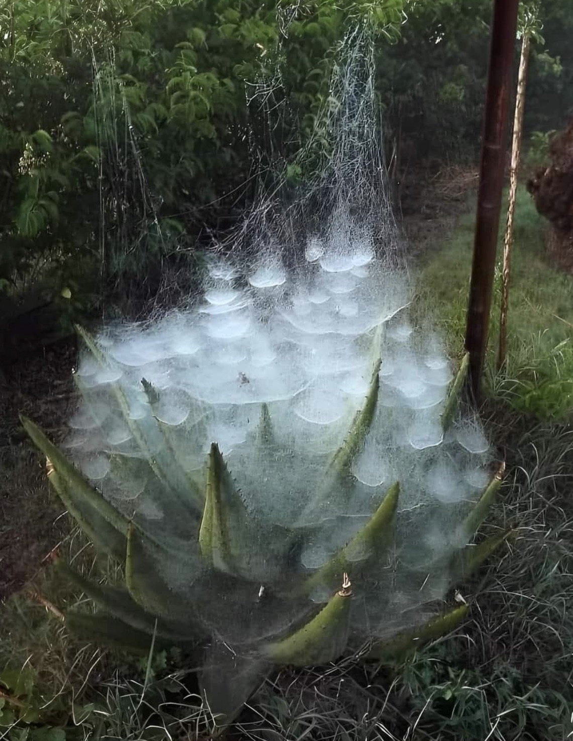 spider web on aloe vera